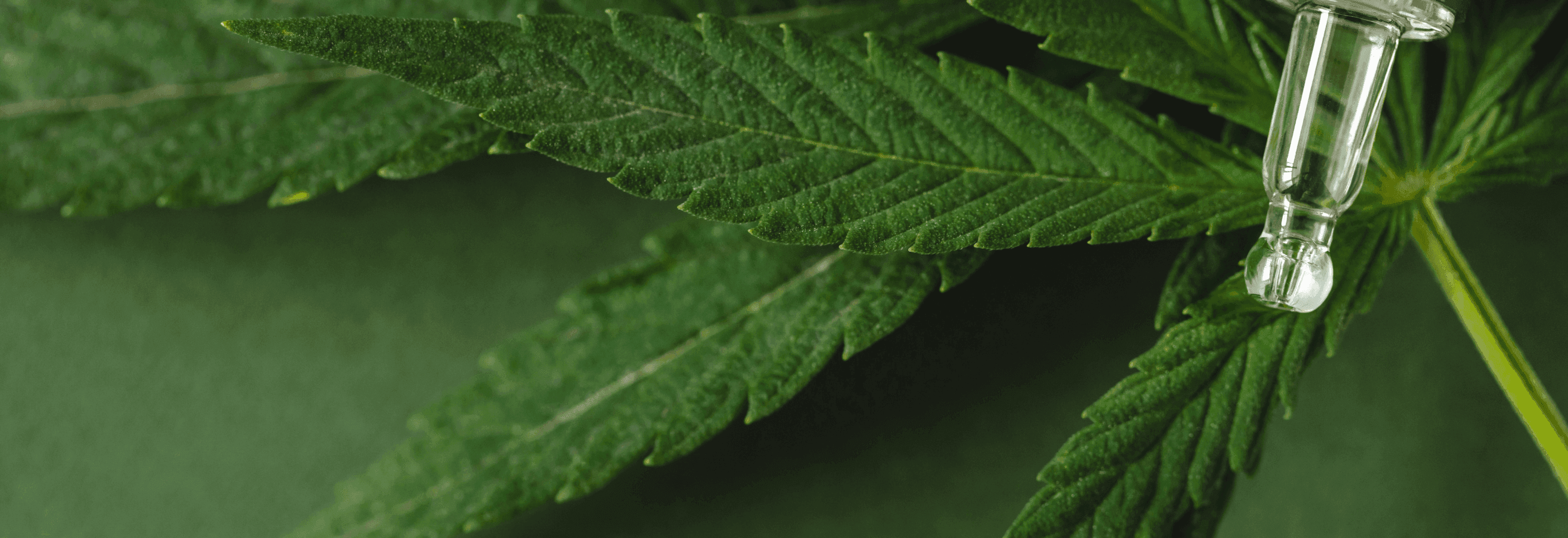 Pipette mit Cannabis Blatt