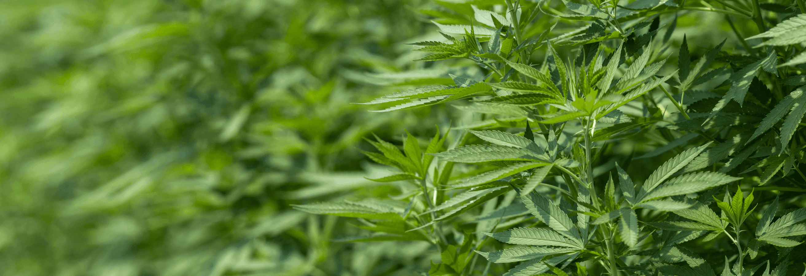 grüne Cannabis Pflanze