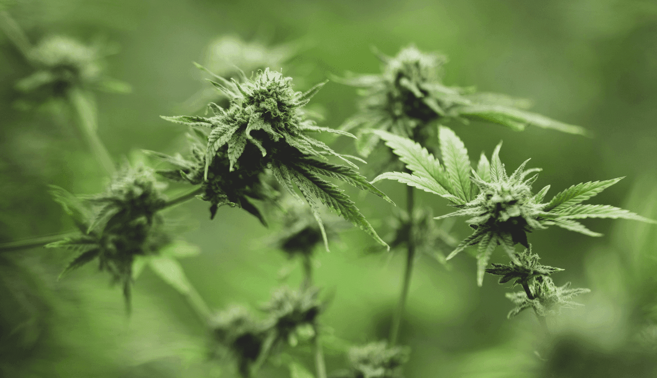 grüne Cannabis Pflanze auf Feld